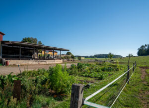 230916_Frankenwagyu_6_1000px